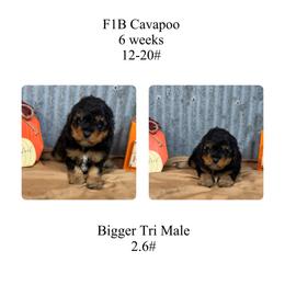 Black-bigger Tri  color - Tri-color male Cavapoo puppy in Clarksville, Iowa from Iowa Heartland Doodles