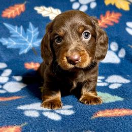 Cru - Chocolate and tan male Dachshund puppy in Carrollton, Illinois from Kelly's Doxies