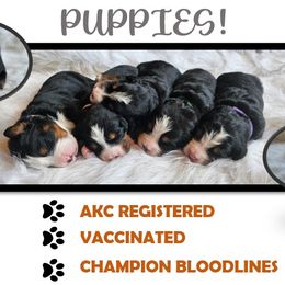 Bernese Mountain Dog puppies from Rusty Brows Berners
