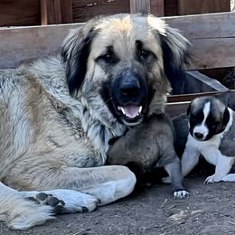 Anatolian Shepherd Dog, Komondor, and Newfoundland Puppies from Tatties Ranch
