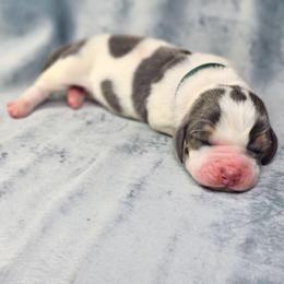 Jasper- green collar - Blue tan and white male Basset Hound puppy in Valley, Washington from Peaceful Valley Paws