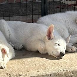 German Shepherd Puppies from PatriotPups.org