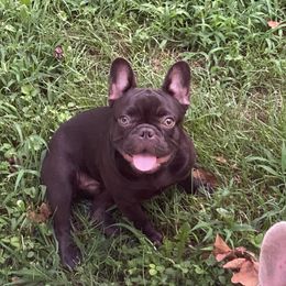 Hershey  - French Bulldog