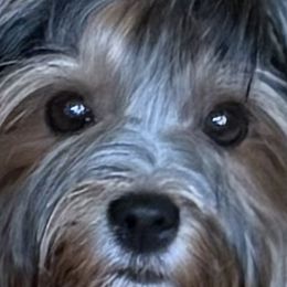 Biewer Terriers from Stone Mountain Dogs