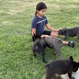 French Bulldog Puppies from French OG Los Ángeles