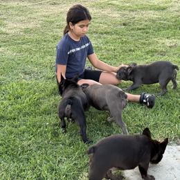 French Bulldog Puppies from French OG Los Ángeles