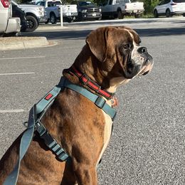 Nova - Boxer