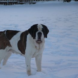 Saint Bernard Puppies from Dementhon Saint Bernards