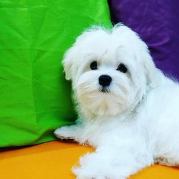 Teddy - Maltese
