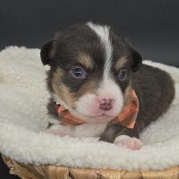 German Shepherd and Pembroke Welsh Corgi Puppies from J&R Shepherds & Corgis