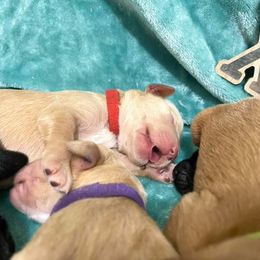 Goldendoodle and Poodle Puppies from SnickerDoodlePups
