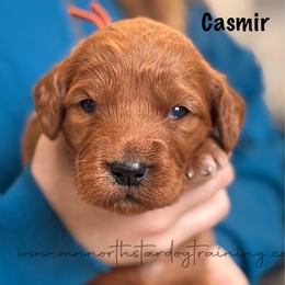 Casmir - Red  male Goldendoodle puppy in Lancaster, Minnesota from North Star Dog Training