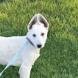 Purple Collar - White female German Shepherd puppy in Tonopah, Nevada from Mercy's White Shepherds