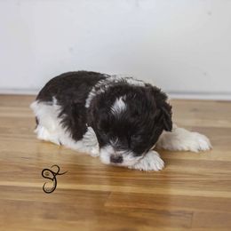 Gunner - Parti male Miniature Schnauzer puppy in Diamond Valley, Utah from JoJo's Schnauzers
