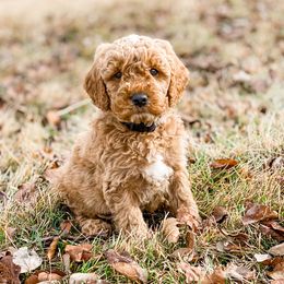 Cavapoo and Goldendoodle Puppies from A2Z Doodles