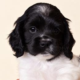 Cockapoo puppies from Puppy Garden
