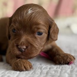Luna- Pink collar - Red female Cavapoo puppy in Beckley, West Virginia from By Design Doodles