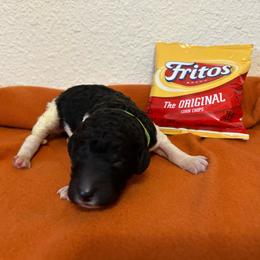 Frito - Black female Poodle puppy in Richland, Washington from Sageland Poodles