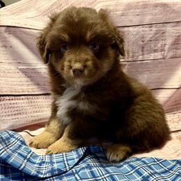 Dasher - Red tri male Miniature Australian Shepherd puppy in Port Saint Lucie, Florida from Charlene Brannon's Mini Australian Shepherds
