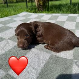 Dachshund Puppies from Rock Bottom Farms