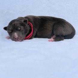 Adam (Red Collar) - Red and white male Siberian Husky puppy in Warwick, Rhode Island from Young Orchard Siberians