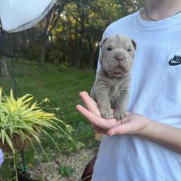 Hex - Lilac dilute male Chinese Shar-Pei puppy in Auburn, Kansas from Justin's Chinese Shar-Pei
