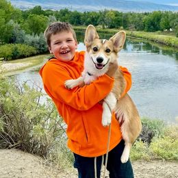 Pembroke Welsh Corgi Puppies from Merrygold Corgis