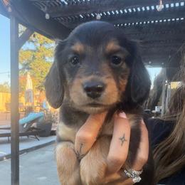 2300 Blue Collar Longhair - Black and tan male Dachshund puppy in Cottonwood, California from Circle C Farm