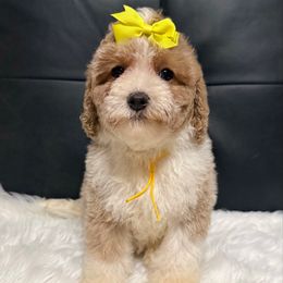 Lemon - Buff and white female Cockapoo puppy in Haughton, Louisiana from Bailey’s Cajun Canines