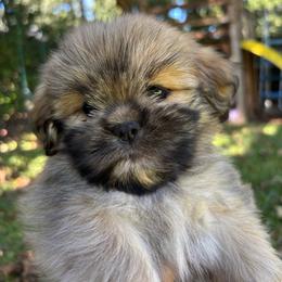 Madison - Golden female Lhasa Apso puppy in Albany, Georgia from Clark's Lhasas