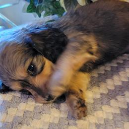 Dachshund Puppies from CLARK'S BREEDING PROGRAM