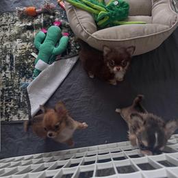 Chocolate Boy - Chocolate and tan male Chihuahua puppy in Fargo, North Dakota from Wild Prairie Chihuahuas