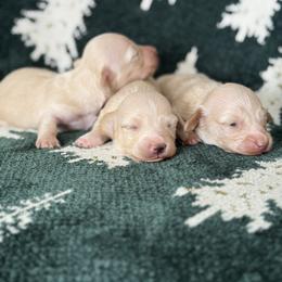 Pearl - Cream female Dachshund puppy in Mc Donough, Georgia from Hot Diggity Doxies