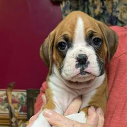 Stagg - Fawn male Boxer puppy in Elyria, Ohio from Just-A-Wyn Boxers