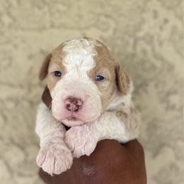 Teddy 2900 - Brown and white male Sheepadoodle puppy in Los Angeles, California from Exquisite Doodles