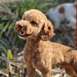 Giovanni - Poodle