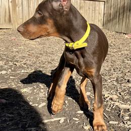 Doberman Pinscher Puppies from Von Schaaf Haus DuPree