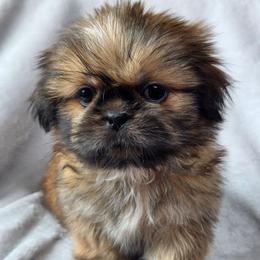 Lightening McQueen - Red male Shih Tzu puppy in Jenks, Oklahoma from Noble Shih Tzu