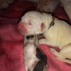 Dogo Argentino and Greyhound Puppies from Wayward Kennels