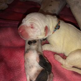 Dogo Argentino and Greyhound Puppies from Wayward Kennels