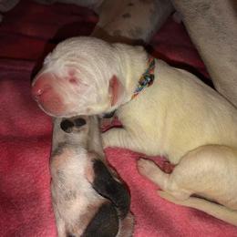 Dogo Argentino and Greyhound Puppies from Wayward Kennels