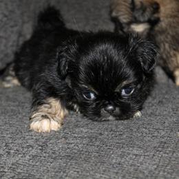 Boy 1 - Black and tan male Pekingese puppy in Crown City, Ohio from Amy’s Lil Pekingese