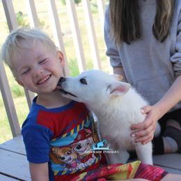 Pomsky Puppies from Mischa Nelson