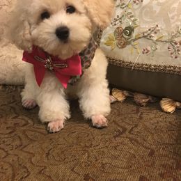 Cavapoo, Maltipoo, and Poodle Puppies from My Sweet Poodles and Doodles