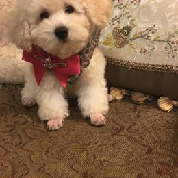 Cavapoo, Maltipoo, and Poodle Puppies from My Sweet Poodles and Doodles