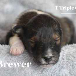 Brewer - Sable and white male Shetland Sheepdog puppy in Gladbrook, Iowa from T Triple C Shelties