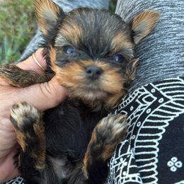 Tebo - Black and tan male Yorkshire Terrier puppy in Lebanon, Kentucky from Mosaic Merle Doodles