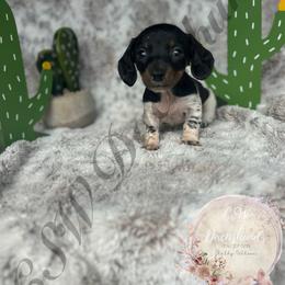 Dachshund Puppies from CSW Dachshunds