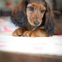 Dachshund Puppies from Olia Mirra
