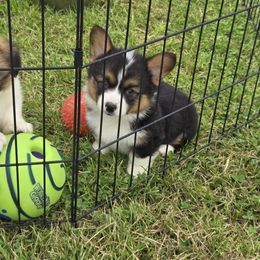 7 male - Black and tan male Pembroke Welsh Corgi puppy in Harrisburg, Illinois from Parish Corgis